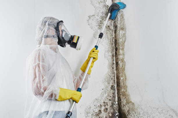 Best Home Mold Removal  in Wartburg, TN