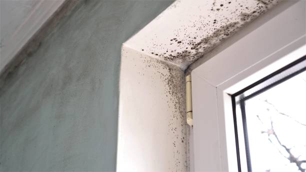 Best Professional Mold Removal  in Wartburg, TN