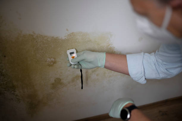 Trusted Wartburg, TN Mold Removal Experts