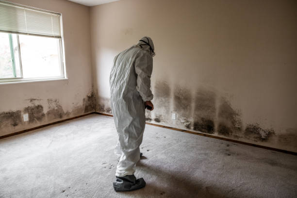 Best Fast Mold Removal  in Wartburg, TN